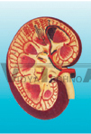 The expansion model of kidney